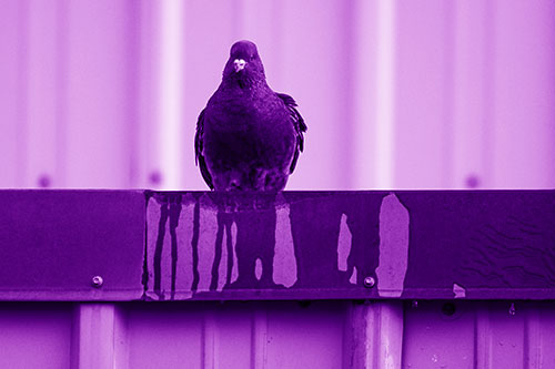 Glaring Pigeon Keeping Watch Along Steel Roof Edge (Purple Shade Photo)