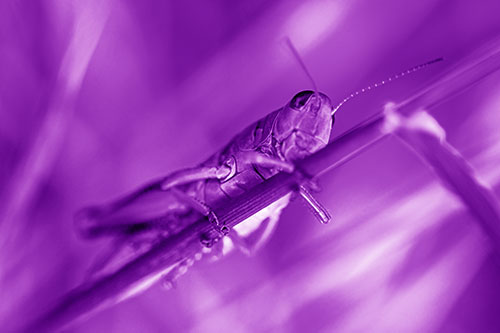 Grasshopper Cuddles Grass Blade Tightly (Purple Shade Photo)