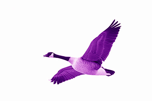 Honking Goose Soaring The Sky (Purple Shade Photo)