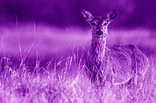 Motionless White Tailed Deer Watches Among Tall Grass (Purple Shade Photo)
