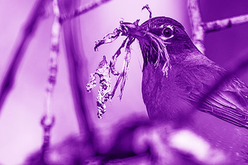 Mouthful American Robin Collecting Nest Straw (Purple Shade Photo)