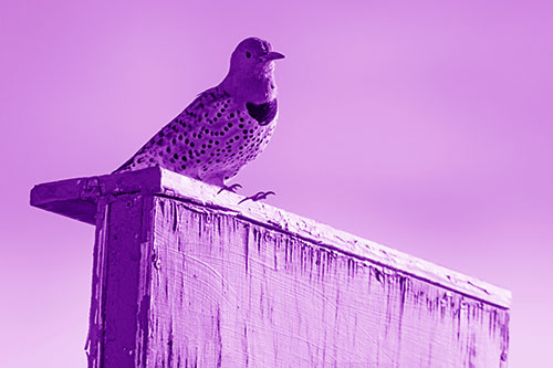 Northern Flicker Woodpecker Keeping Watch Atop Birdhouse (Purple Shade Photo)