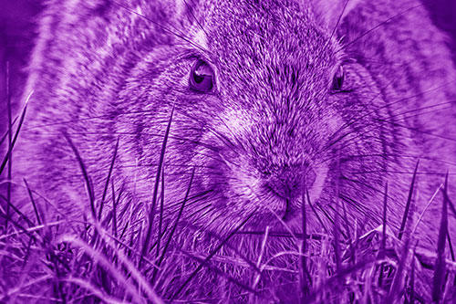 Resting Bunny Rabbit Watches Closely Among Grass Blades (Purple Shade Photo)