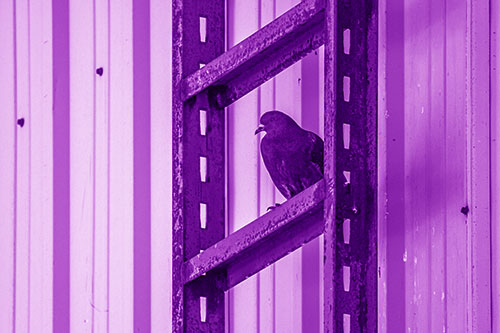 Rusted Ladder Pigeon Keeping Watch (Purple Shade Photo)