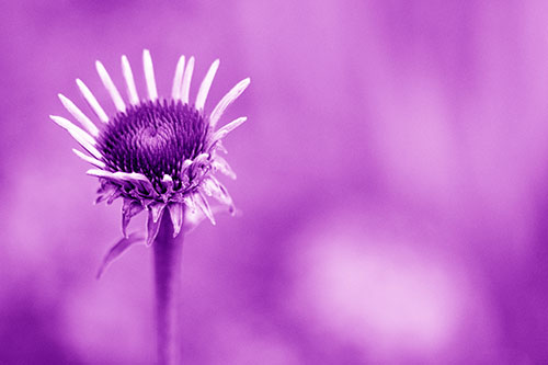 Sprouting Coneflower Taking Shape (Purple Shade Photo)