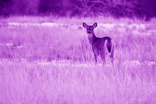 White Tailed Deer Gazing Backwards Among Snowy Field (Purple Shade Photo)