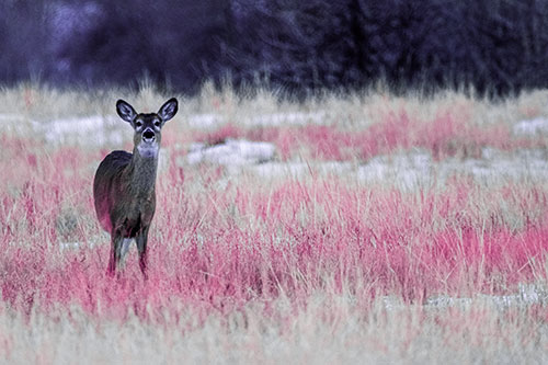 Curious White Tailed Deer Watching Among Snowy Field (Purple Tint Photo)