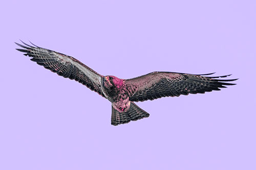 Flying Rough Legged Hawk Patrolling Sky (Purple Tint Photo)