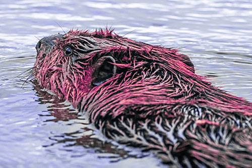 Frightened Beaver Swims Upstream River (Purple Tint Photo)
