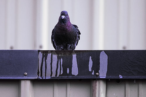 Glaring Pigeon Keeping Watch Along Steel Roof Edge (Purple Tint Photo)