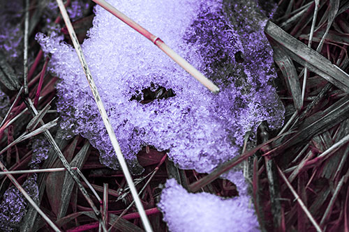 Half Melted Ice Face Smirking Among Reed Grass (Purple Tint Photo)