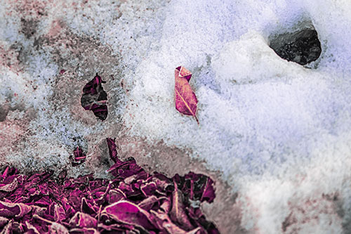 Leaf Nosed Snow Face Melting Among Sunlight (Purple Tint Photo)