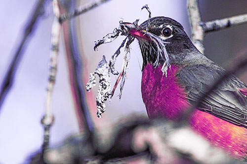 Mouthful American Robin Collecting Nest Straw (Purple Tint Photo)