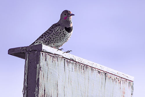 Northern Flicker Woodpecker Keeping Watch Atop Birdhouse (Purple Tint Photo)