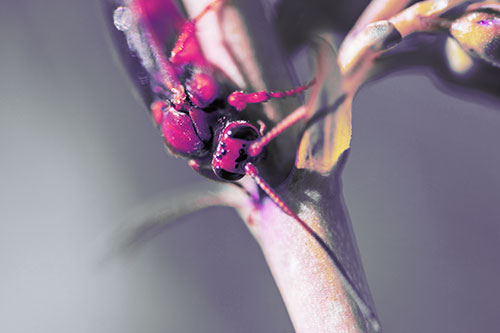 Red Wasp Crawling Down Flower Stem (Purple Tint Photo)