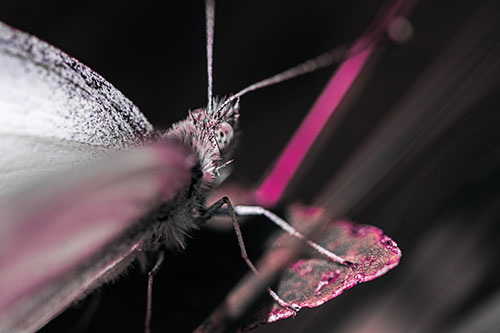 Resting Wood White Butterfly Perched Atop Leaf (Purple Tint Photo)