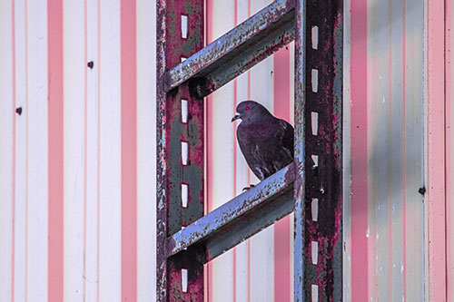 Rusted Ladder Pigeon Keeping Watch (Purple Tint Photo)