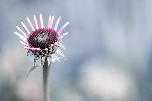 Sprouting Coneflower Taking Shape (Purple Tint Photo)
