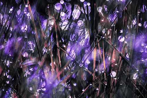 Sunlight Sparkles Burst Through Dewy Grass (Purple Tint Photo)