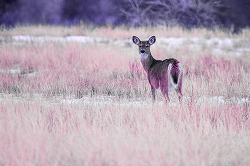 White Tailed Deer Gazing Backwards Among Snowy Field (Purple Tint Photo)