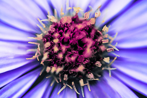 Withering Aster Flower Head (Purple Tint Photo)