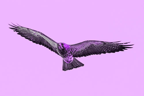 Flying Rough Legged Hawk Patrolling Sky (Purple Tone Photo)