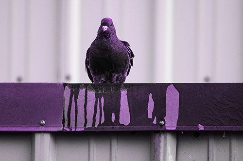 Glaring Pigeon Keeping Watch Along Steel Roof Edge (Purple Tone Photo)