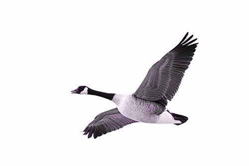 Honking Goose Soaring The Sky (Purple Tone Photo)