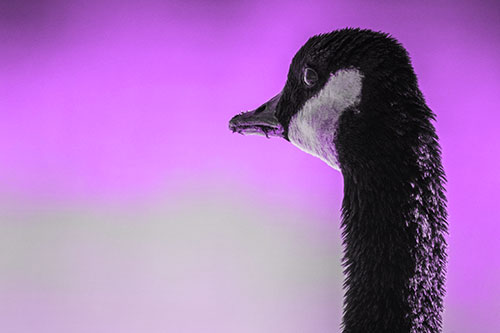 Hungry Crumb Mouthed Canadian Goose Senses Intruder (Purple Tone Photo)