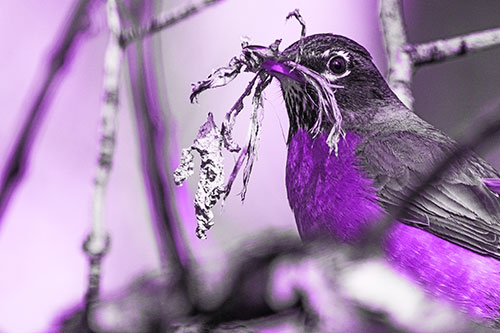 Mouthful American Robin Collecting Nest Straw (Purple Tone Photo)