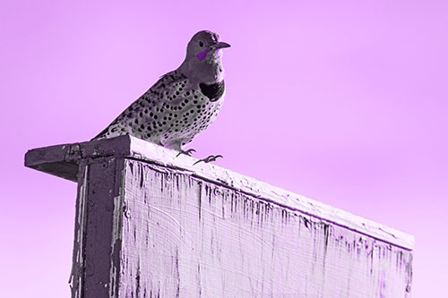 Northern Flicker Woodpecker Keeping Watch Atop Birdhouse (Purple Tone Photo)