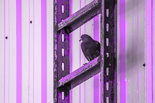 Rusted Ladder Pigeon Keeping Watch (Purple Tone Photo)
