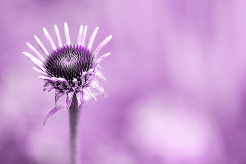 Sprouting Coneflower Taking Shape (Purple Tone Photo)