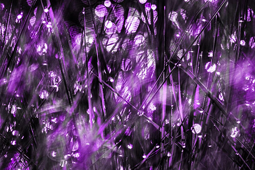 Sunlight Sparkles Burst Through Dewy Grass (Purple Tone Photo)
