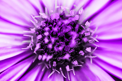 Withering Aster Flower Head (Purple Tone Photo)