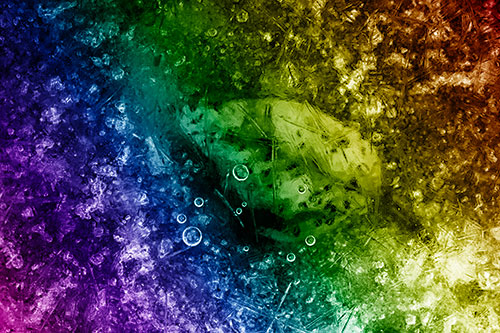 Bubble Eyed Leaf Face Frozen Beneath River Ice (Rainbow Shade Photo)