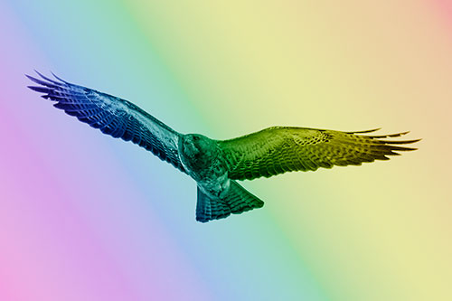 Flying Rough Legged Hawk Patrolling Sky (Rainbow Shade Photo)