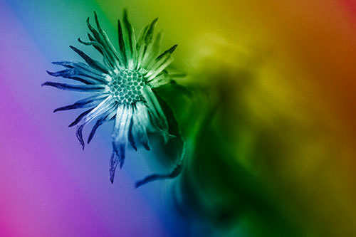 Freezing Aster Flower Shaking Among Wind (Rainbow Shade Photo)