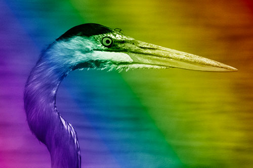 Great Blue Heron Beyond Water Reed Grass (Rainbow Shade Photo)