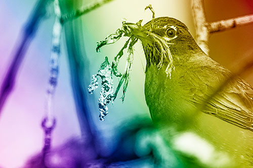 Mouthful American Robin Collecting Nest Straw (Rainbow Shade Photo)