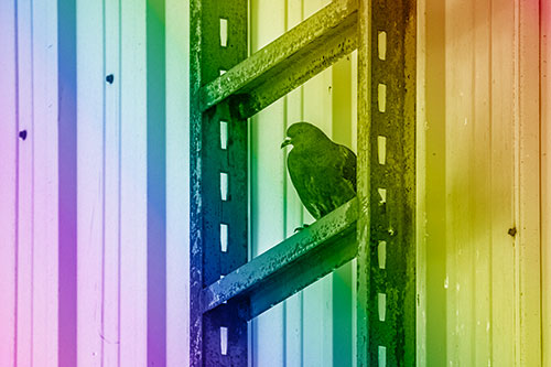 Rusted Ladder Pigeon Keeping Watch (Rainbow Shade Photo)