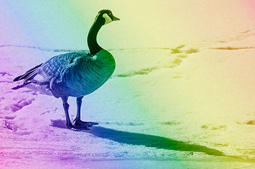 Shadow Casting Canadian Goose Standing Among Snow (Rainbow Shade Photo)