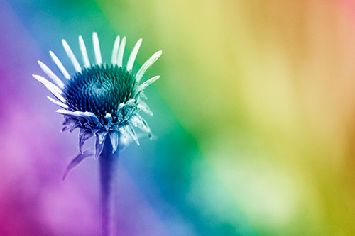 Sprouting Coneflower Taking Shape (Rainbow Shade Photo)