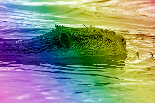 Swimming Beaver Patrols River Surroundings (Rainbow Shade Photo)