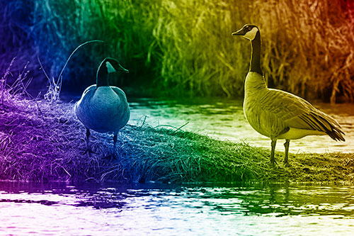 Two Canadian Geese Enjoying Sunset Among Shoreline (Rainbow Shade Photo)