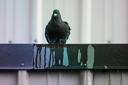Glaring Pigeon Keeping Watch Along Steel Roof Edge (Rainbow Tint Photo)