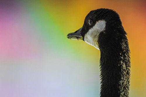 Hungry Crumb Mouthed Canadian Goose Senses Intruder (Rainbow Tint Photo)