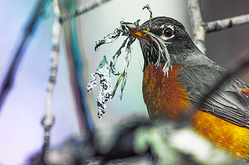 Mouthful American Robin Collecting Nest Straw (Rainbow Tint Photo)