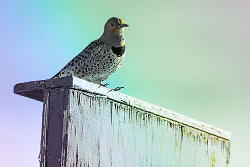 Northern Flicker Woodpecker Keeping Watch Atop Birdhouse (Rainbow Tint Photo)