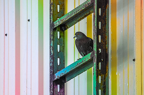 Rusted Ladder Pigeon Keeping Watch (Rainbow Tint Photo)